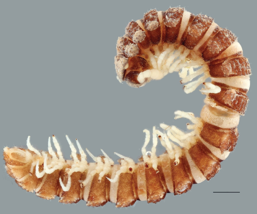 Представитель Семейства Campodesmidae